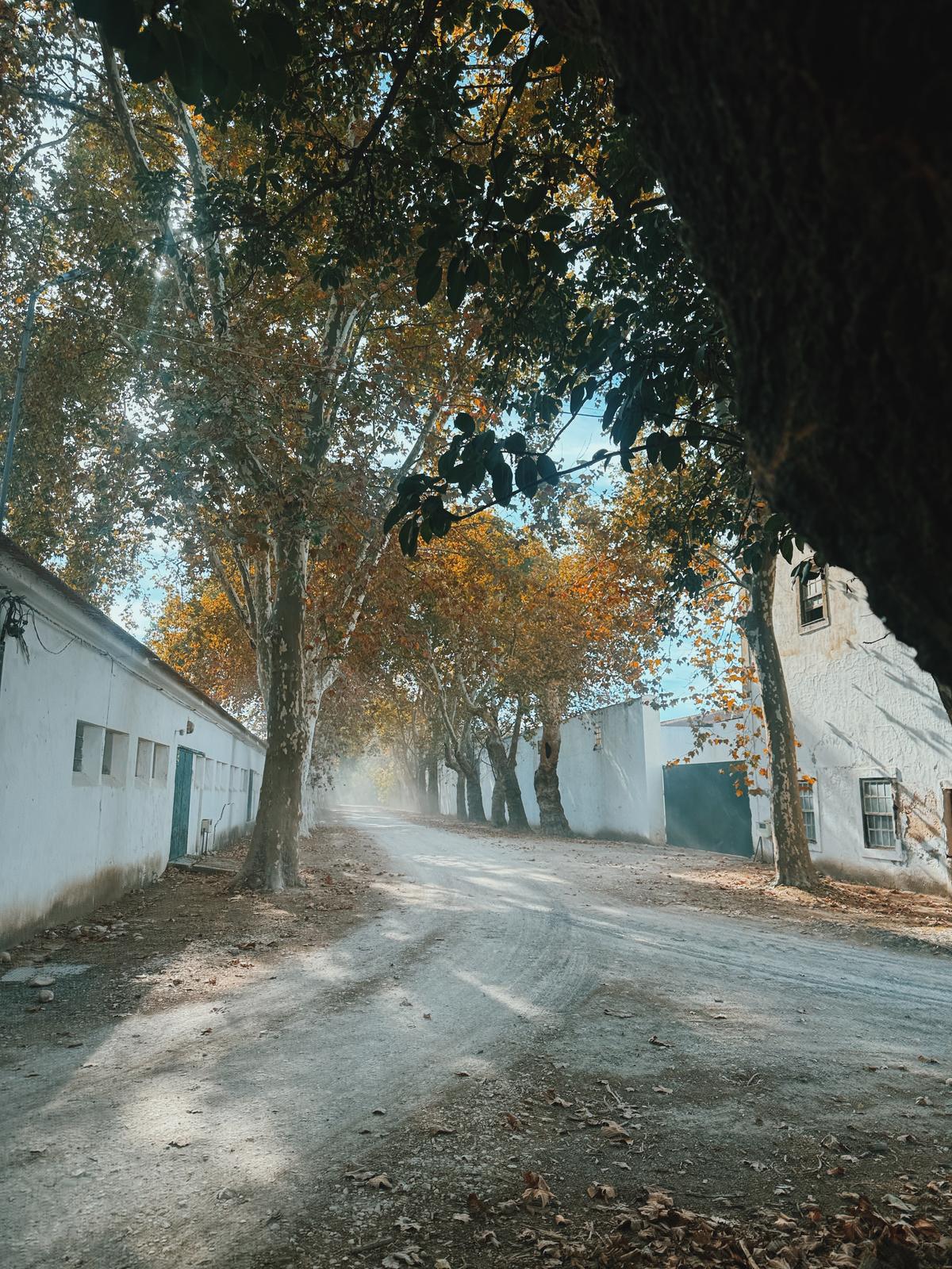 Estrada de terra batida ladeada por pl&aacute;tanos de folhas douradas e edif&iacute;cios caiados de branco, com luz a atravessar o arvoredo